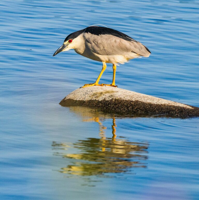 A Black-crowned Night Heron stands on a rock in calm blue waters reflecting its image.
