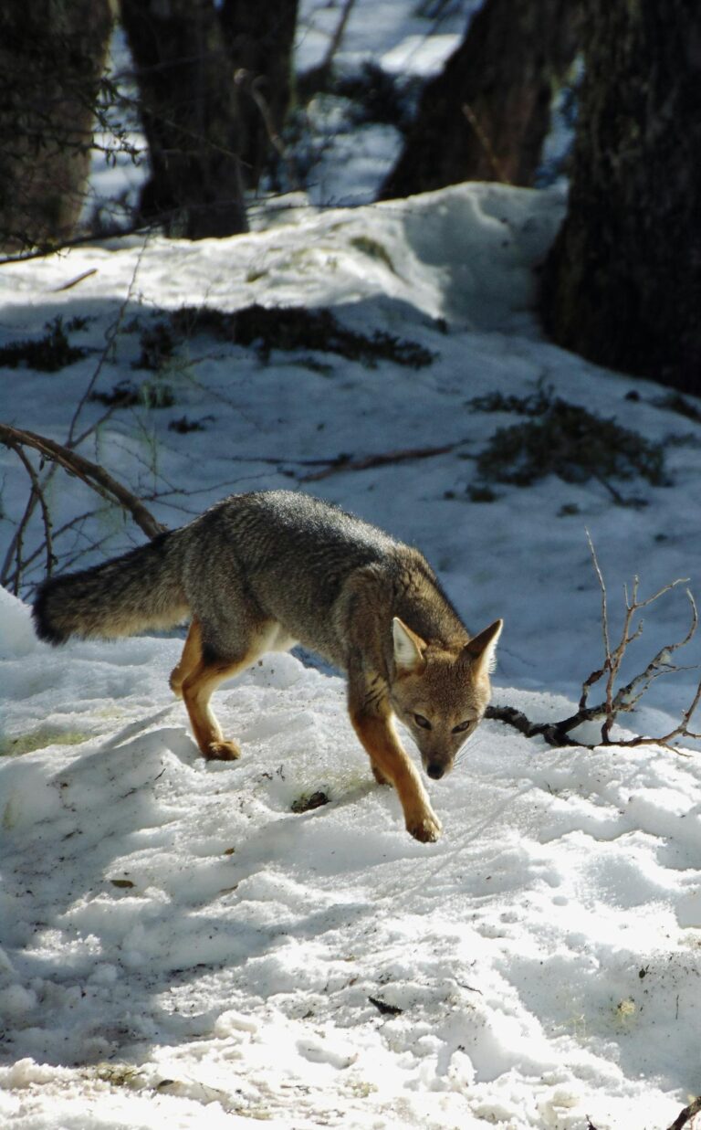 A fox cautiously walking through a snowy forest during the winter season.
