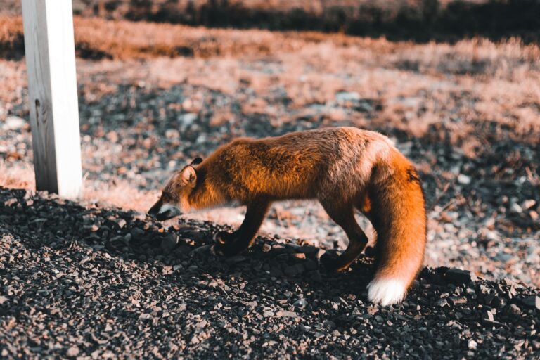 A lone red fox prowls on rocky terrain during daylight, showcasing its wild beauty.