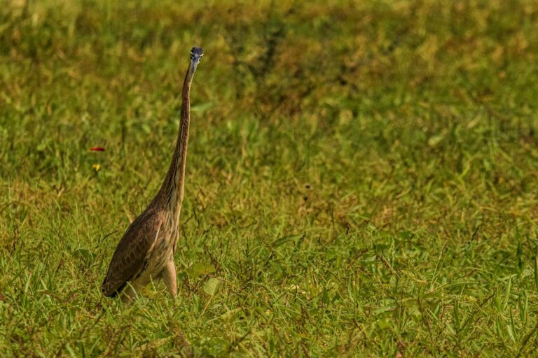 A tall crane bird standing in a grassy field in Ahmedabad, India, capturing its natural habitat.