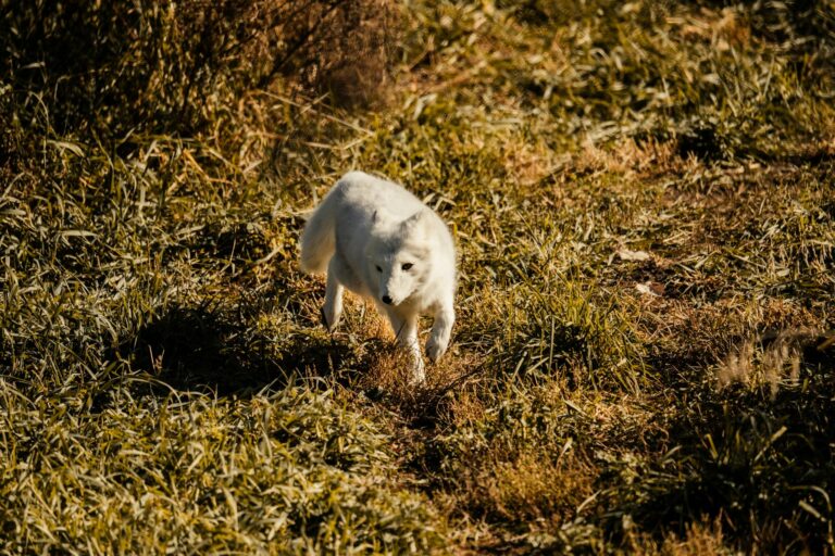 A white arctic fox explores a grassy field under autumn sunlight.