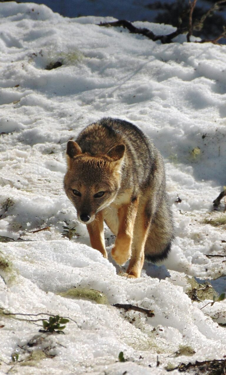 Wild culpeo fox cautiously traversing snowy landscape in daylight, capturing winter wildlife essence.